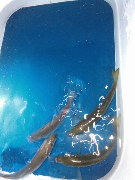 水温低下を告げるヤツ